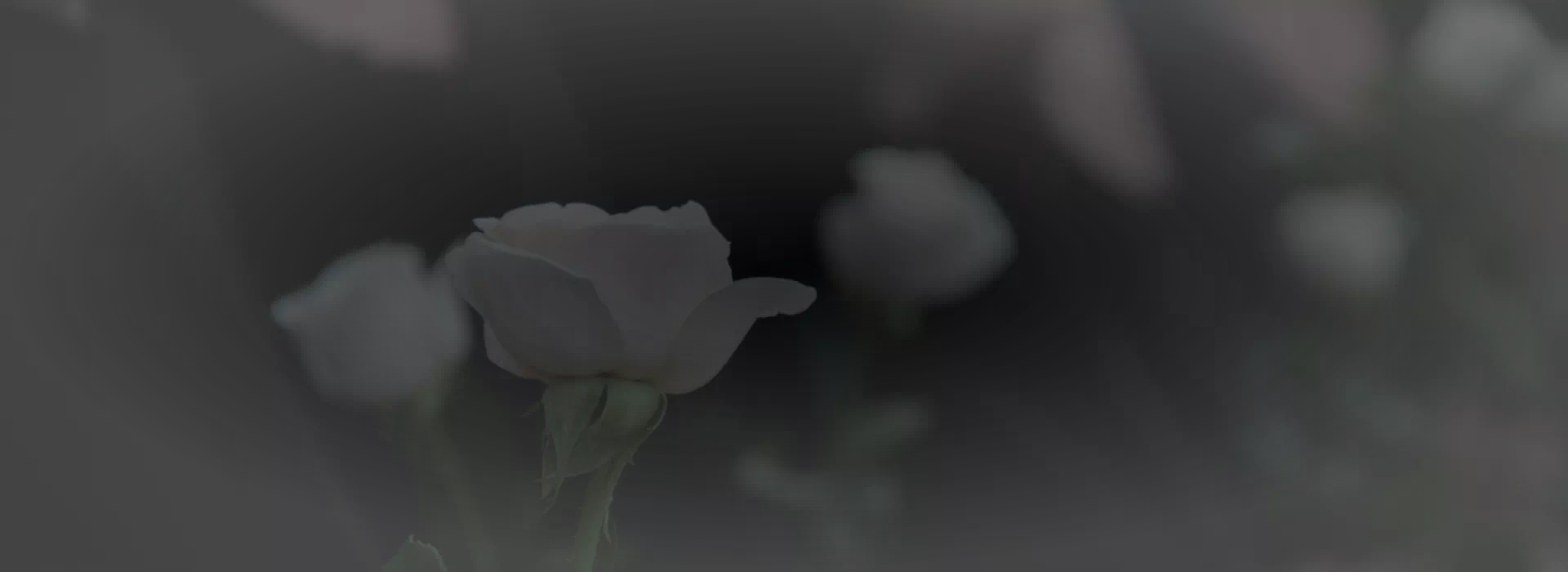 białe róże
